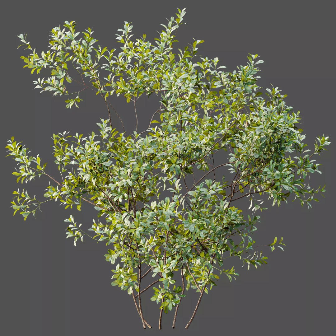 Bilberry Bush 3D Model – High Poly PBR Asset, FBX, OBJ, Blender - View 11