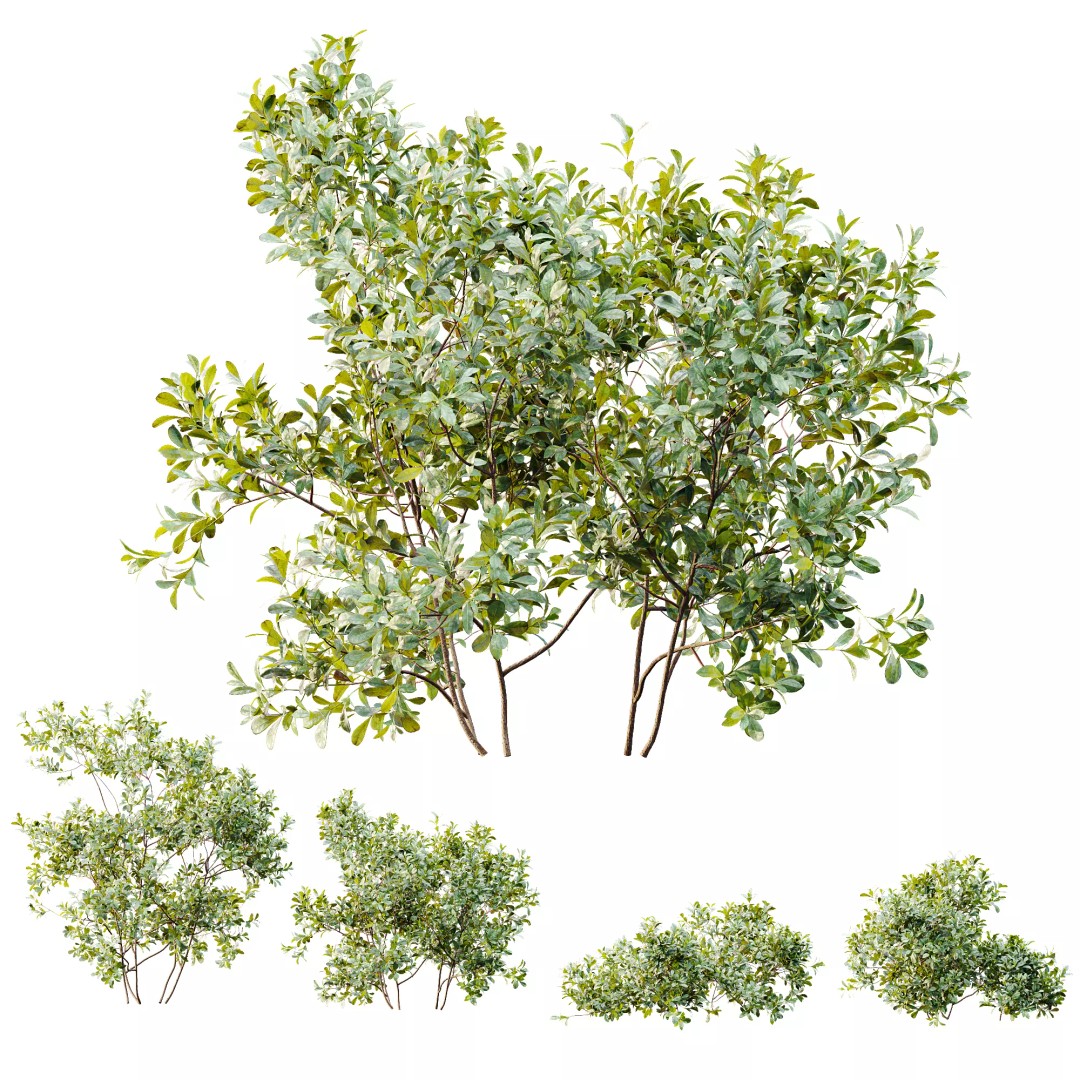 Bilberry Bush 3D Model – High Poly PBR Asset, FBX, OBJ, Blender - View 12
