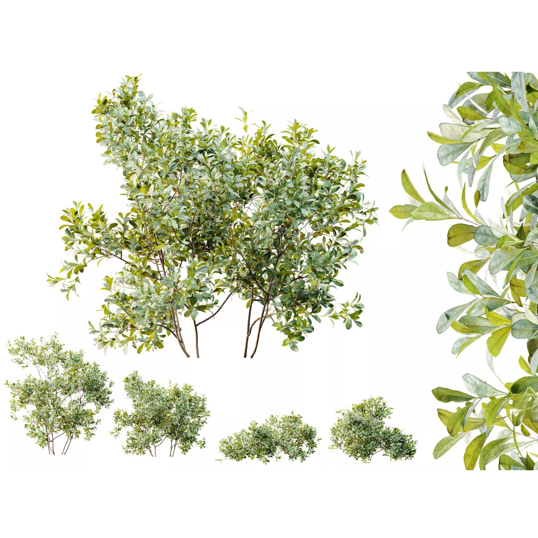 Bilberry Bush 3D Model – High Poly PBR Asset, FBX, OBJ, Blender - View 2