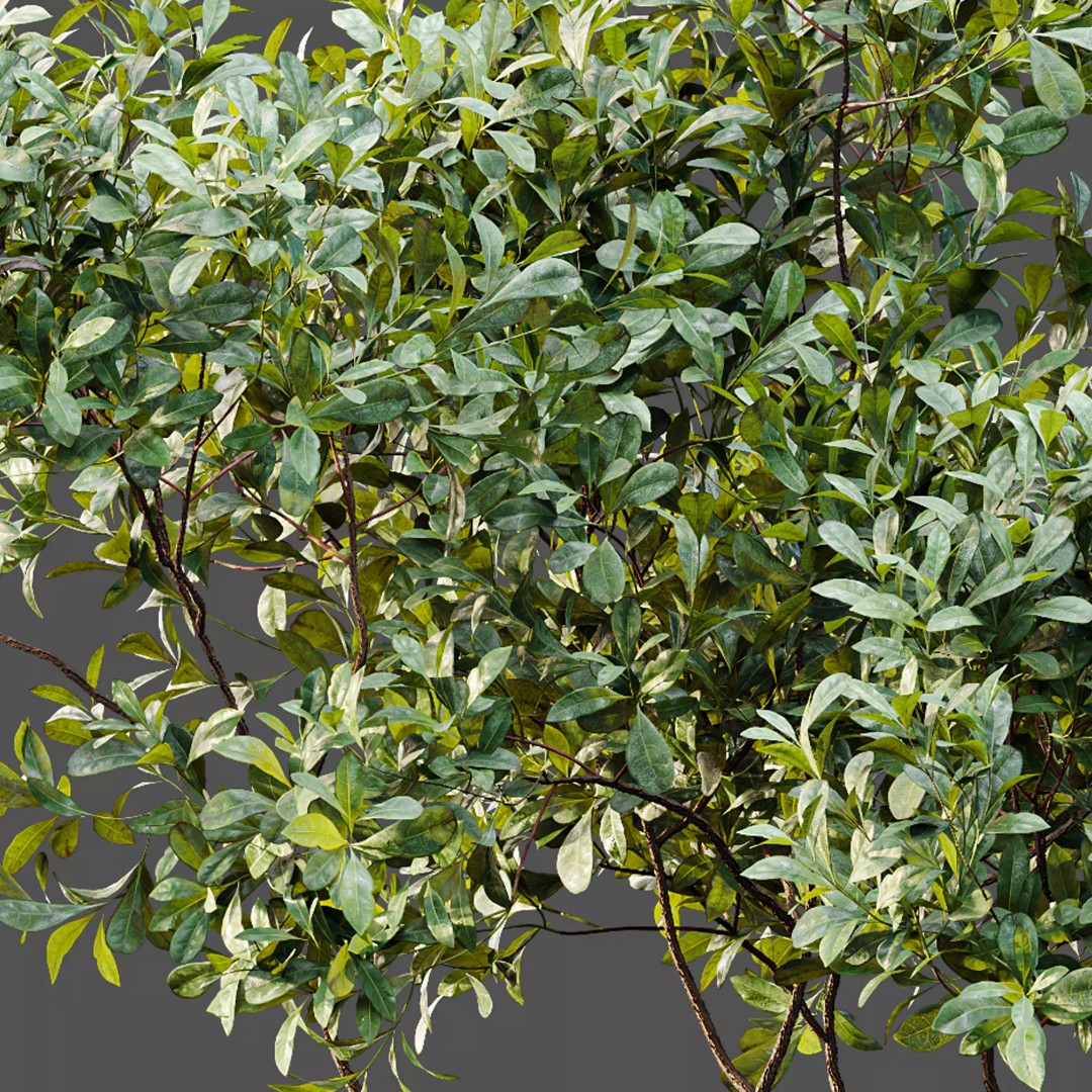 Bilberry Bush 3D Model – High Poly PBR Asset, FBX, OBJ, Blender - View 3