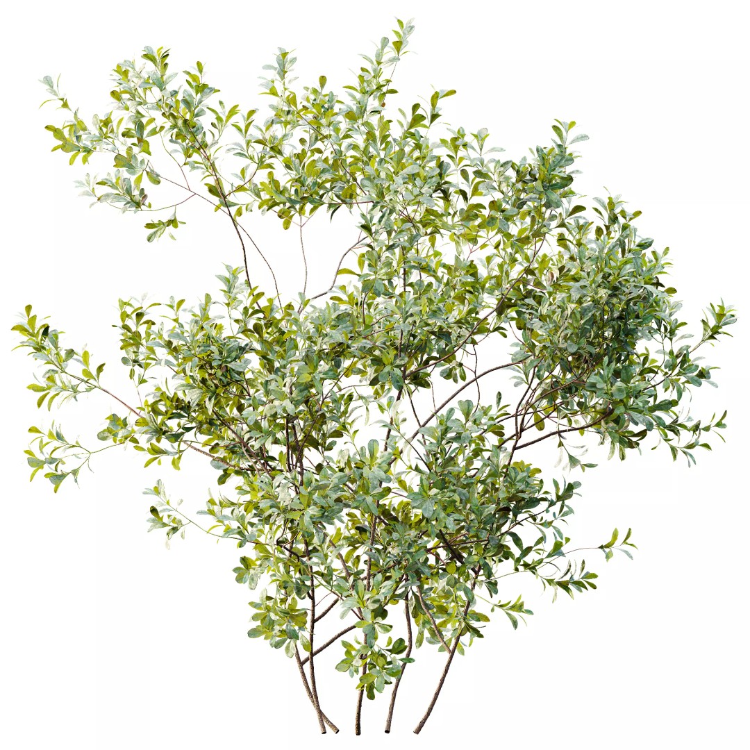 Bilberry Bush 3D Model – High Poly PBR Asset, FBX, OBJ, Blender - View 4