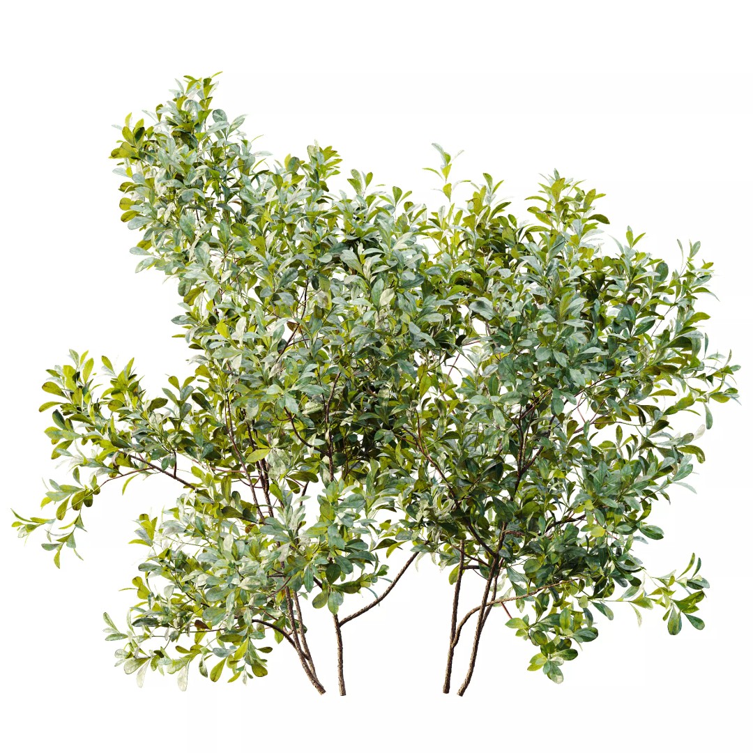 Bilberry Bush 3D Model – High Poly PBR Asset, FBX, OBJ, Blender - View 5