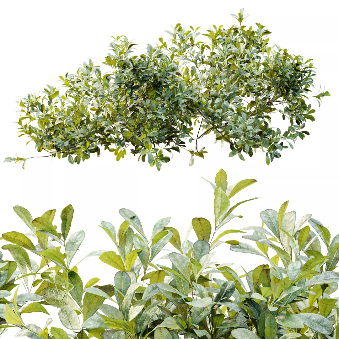 Bilberry Bush 3D Model – High Poly PBR Asset, FBX, OBJ, Blender - View 6