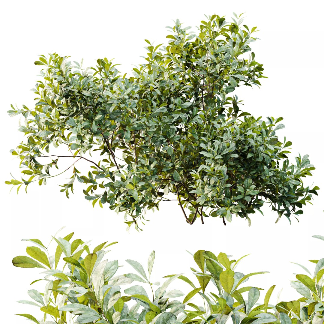 Bilberry Bush 3D Model – High Poly PBR Asset, FBX, OBJ, Blender - View 7