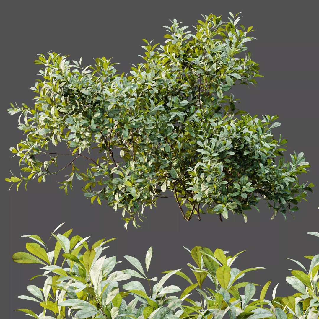 Bilberry Bush 3D Model – High Poly PBR Asset, FBX, OBJ, Blender - View 8