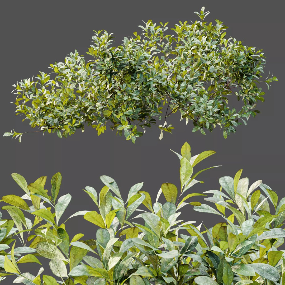 Bilberry Bush 3D Model – High Poly PBR Asset, FBX, OBJ, Blender - View 9
