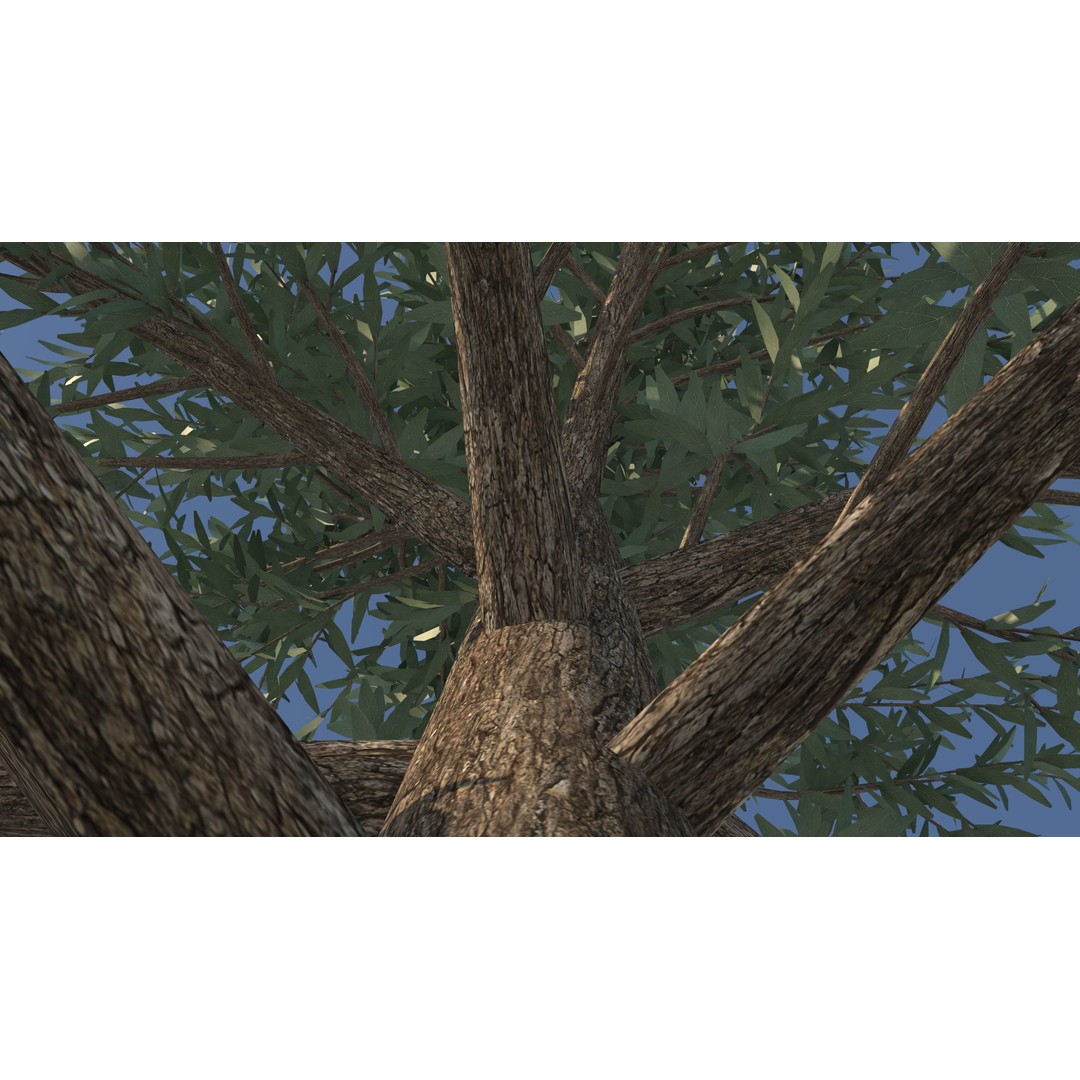 Fraseri Tree 3D Model – Realistic Plant Asset, Cinema 4D - View 10