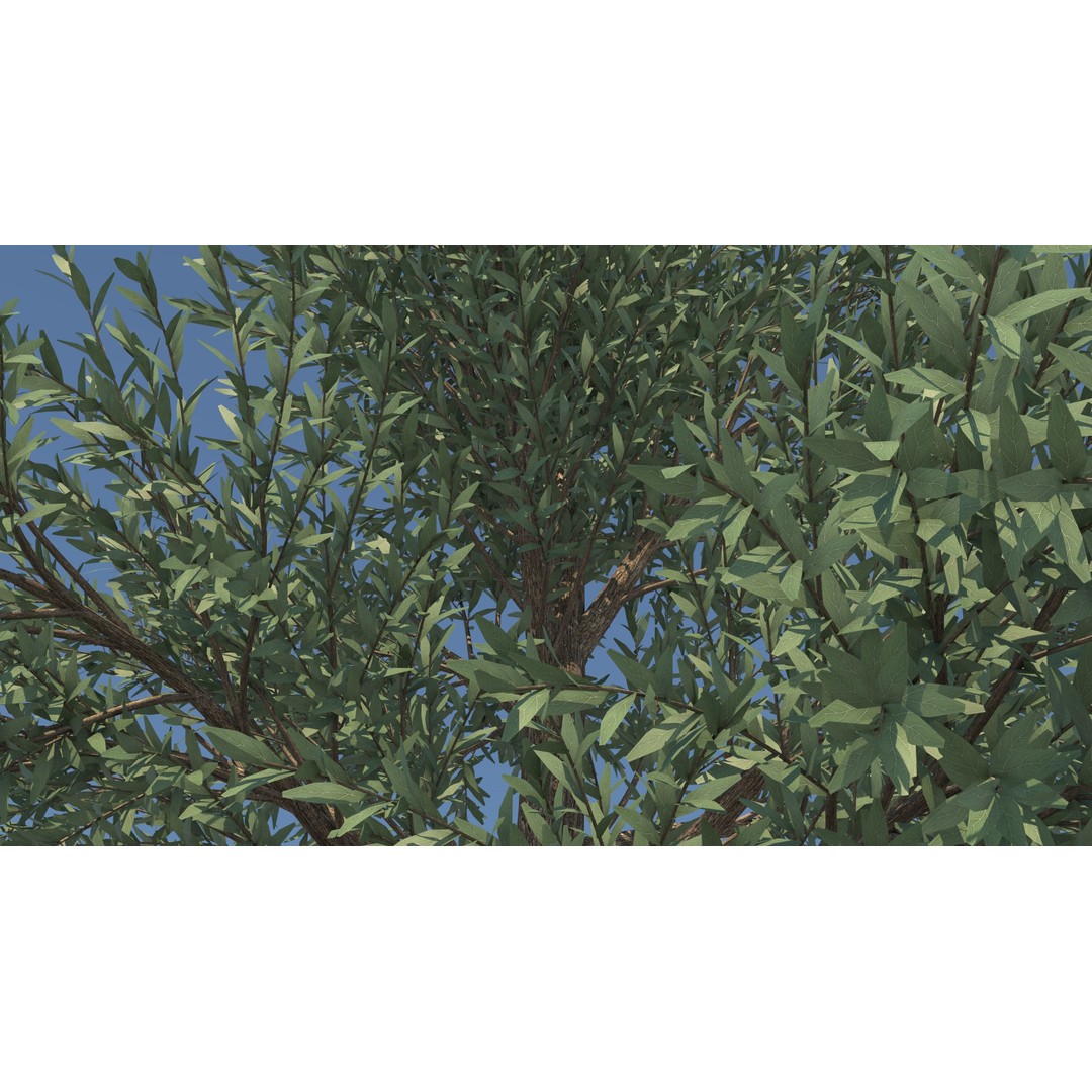 Fraseri Tree 3D Model – Realistic Plant Asset, Cinema 4D - View 11