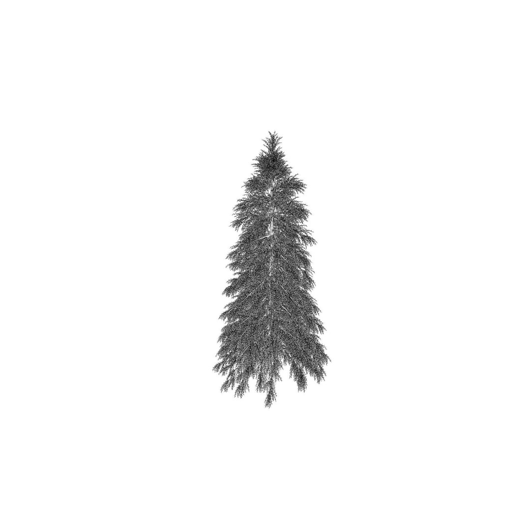 Fraseri Tree 3D Model – Realistic Plant Asset, Cinema 4D - View 12