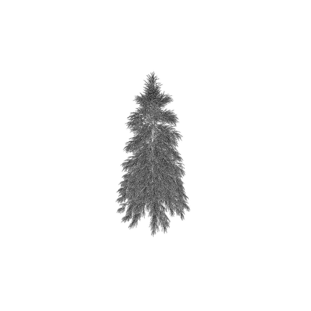 Fraseri Tree 3D Model – Realistic Plant Asset, Cinema 4D - View 13
