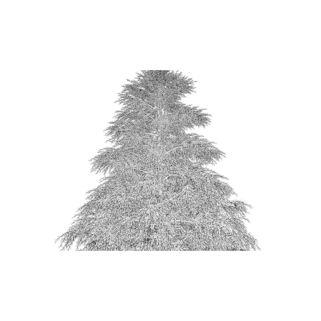 Fraseri Tree 3D Model – Realistic Plant Asset, Cinema 4D - View 14
