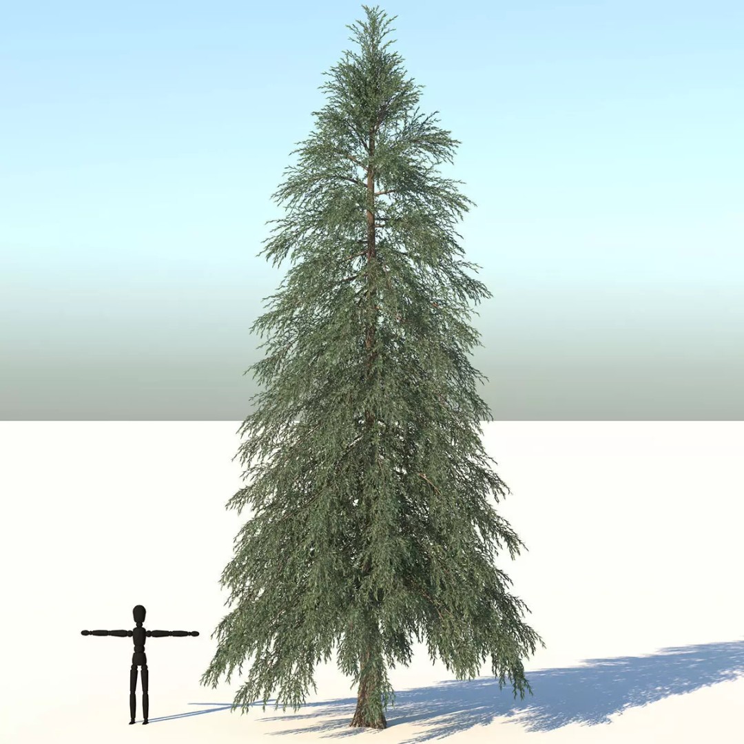 Fraseri Tree 3D Model – Realistic Plant Asset, Cinema 4D - View 2