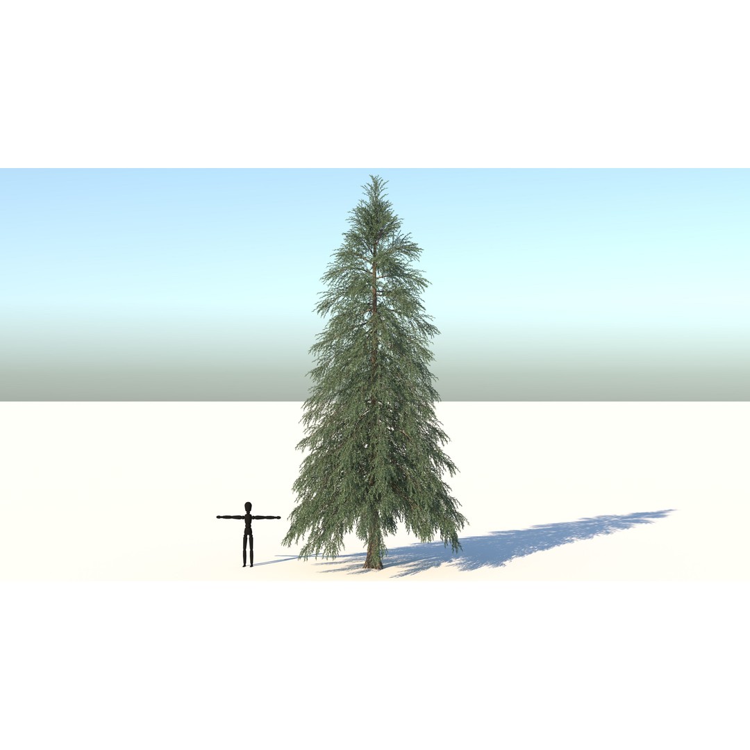 Fraseri Tree 3D Model – Realistic Plant Asset, Cinema 4D - View 3