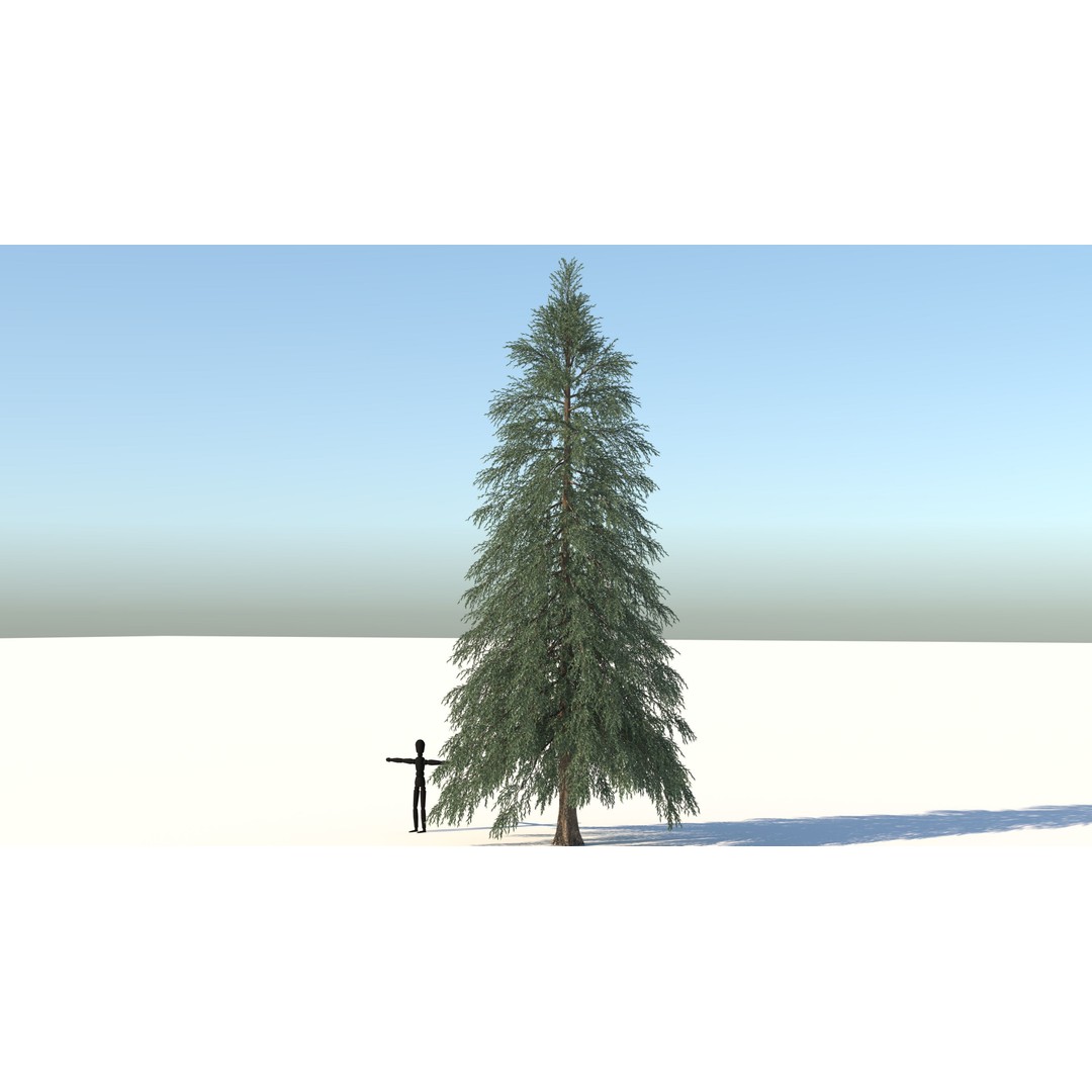 Fraseri Tree 3D Model – Realistic Plant Asset, Cinema 4D - View 4