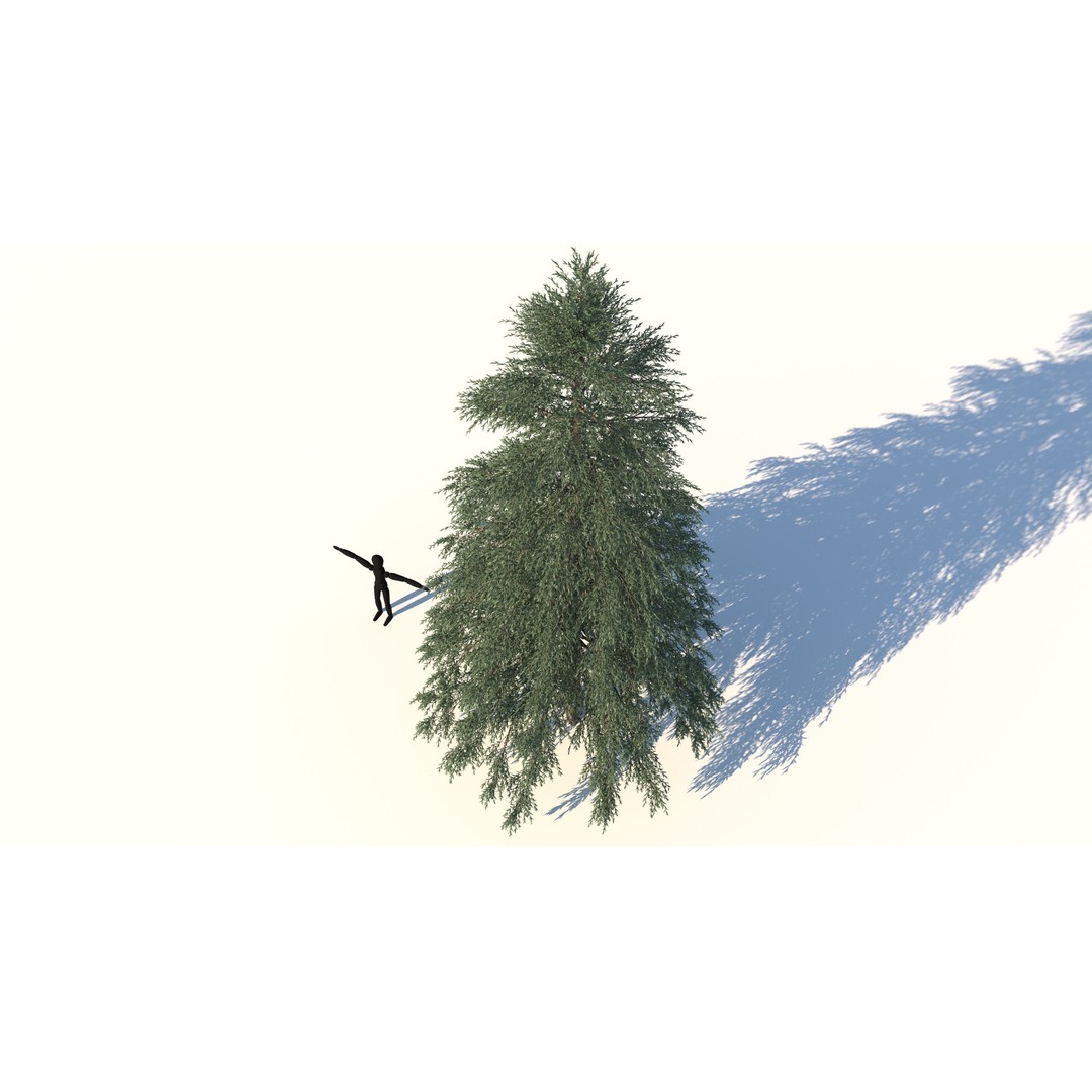 Fraseri Tree 3D Model – Realistic Plant Asset, Cinema 4D - View 5
