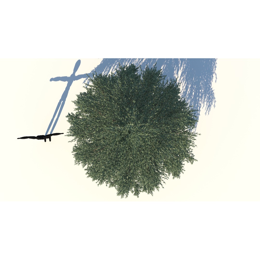 Fraseri Tree 3D Model – Realistic Plant Asset, Cinema 4D - View 6