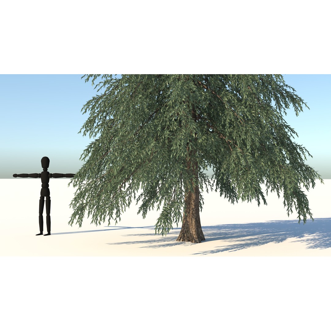 Fraseri Tree 3D Model – Realistic Plant Asset, Cinema 4D - View 7