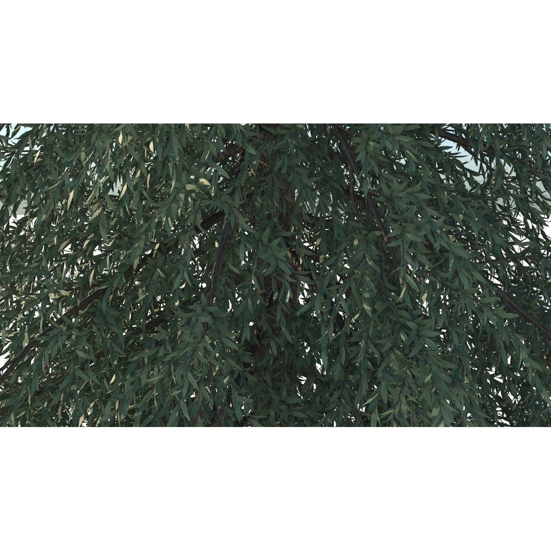 Fraseri Tree 3D Model – Realistic Plant Asset, Cinema 4D - View 8