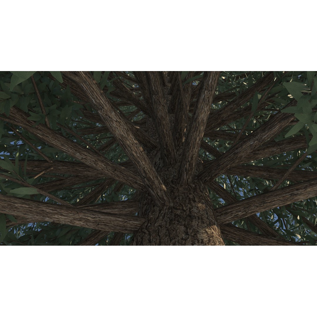 Fraseri Tree 3D Model – Realistic Plant Asset, Cinema 4D - View 9