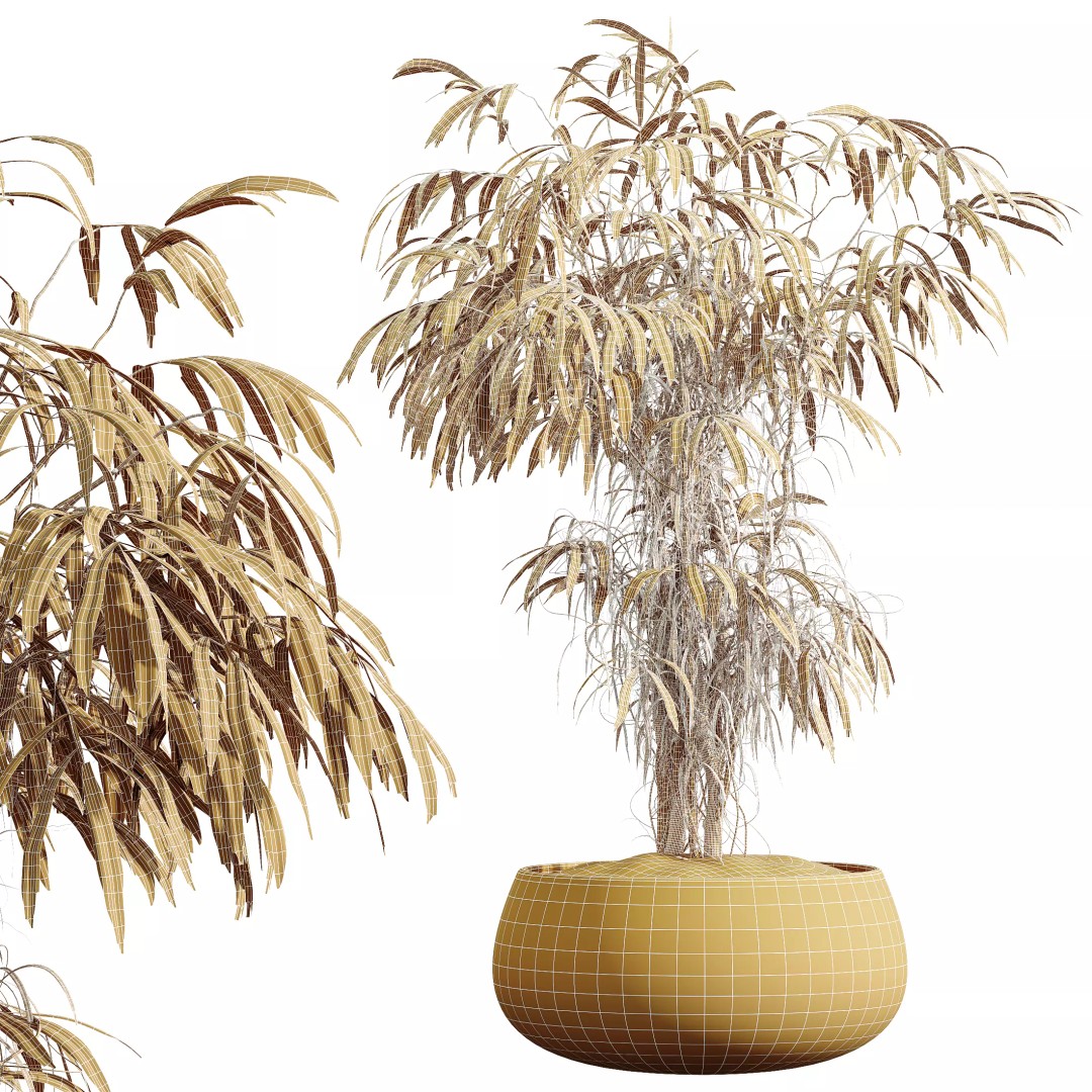 Indoor Plants 3D Model – Realistic Banana, Olive & Ficus Set, FBX - View 11