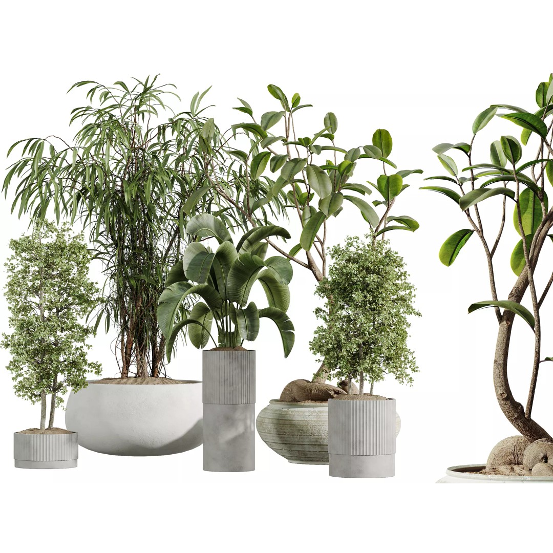 Indoor Plants 3D Model – Realistic Banana, Olive & Ficus Set, FBX - View 2
