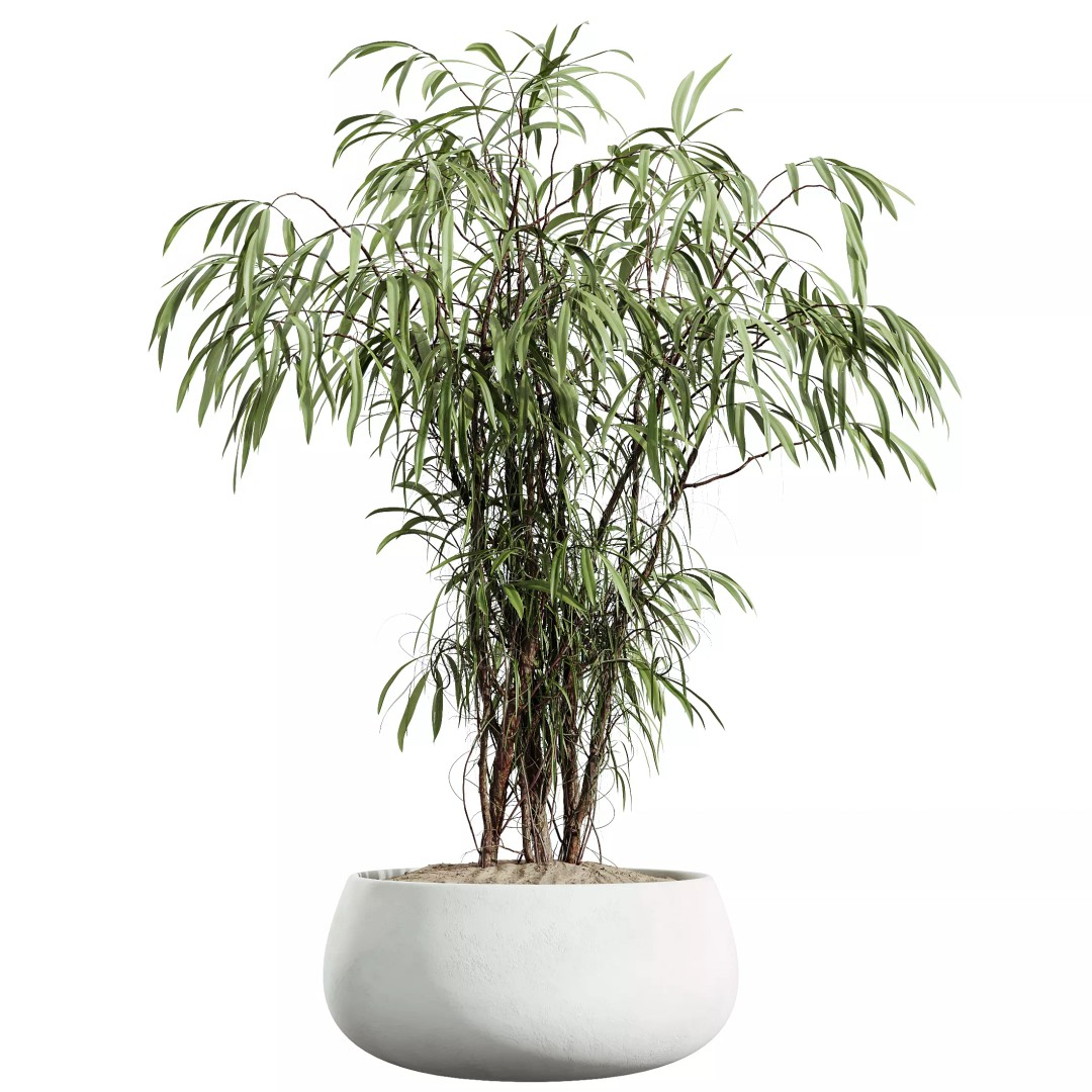 Indoor Plants 3D Model – Realistic Banana, Olive & Ficus Set, FBX - View 3