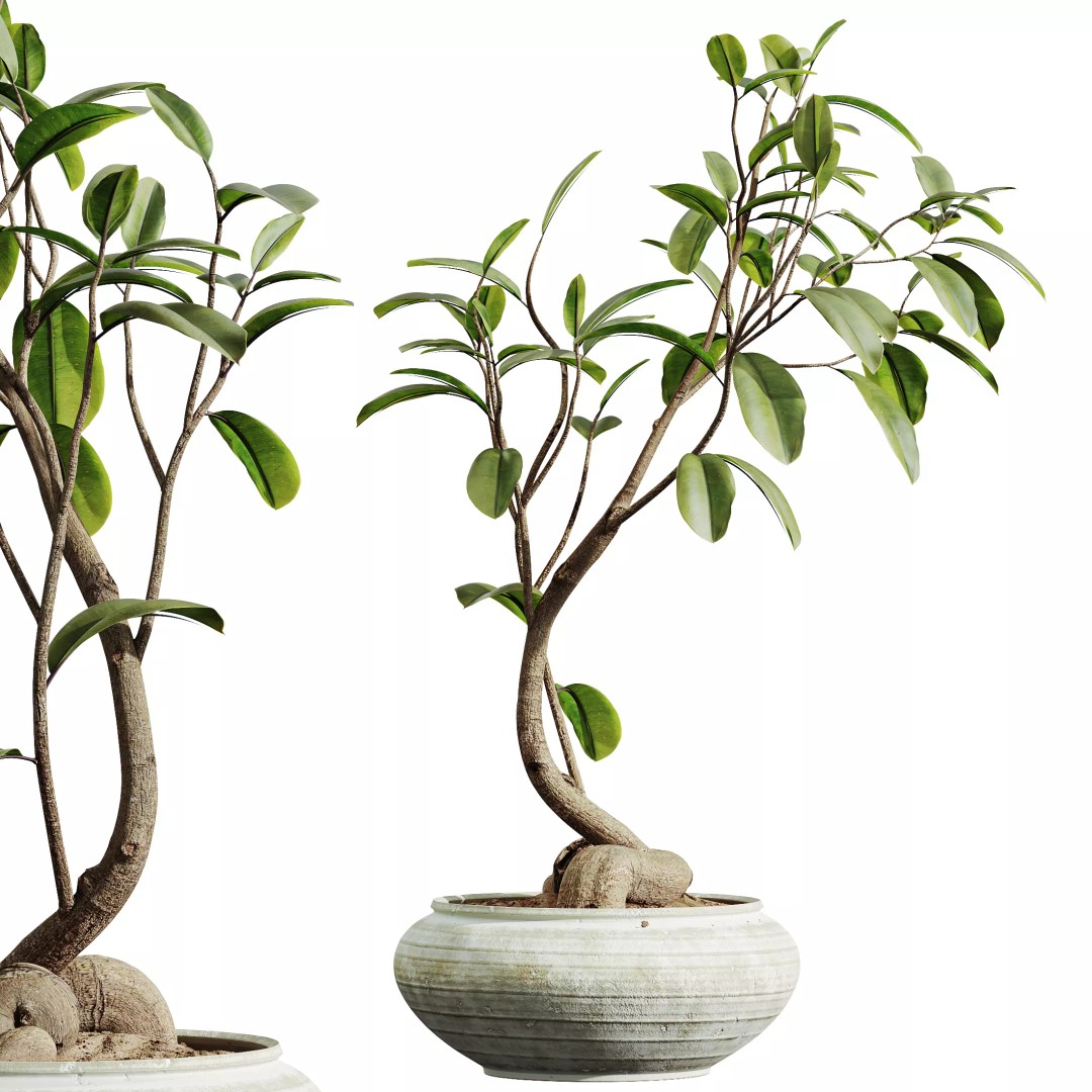 Indoor Plants 3D Model – Realistic Banana, Olive & Ficus Set, FBX - View 4