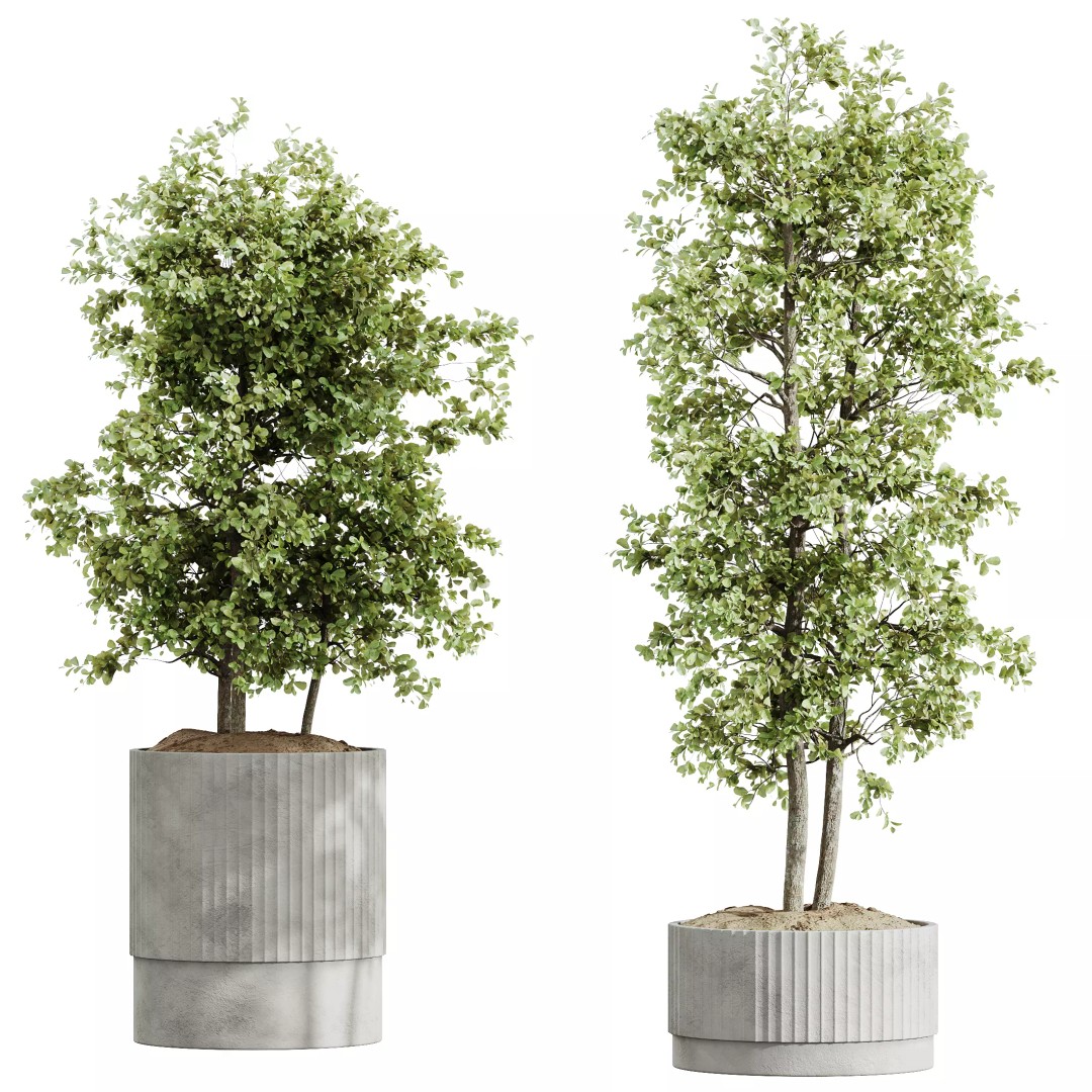 Indoor Plants 3D Model – Realistic Banana, Olive & Ficus Set, FBX - View 5