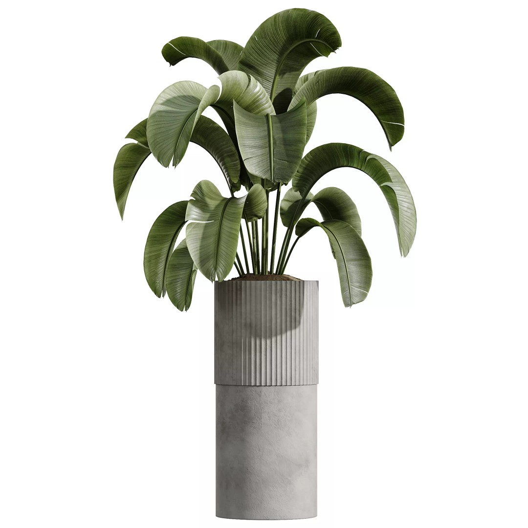 Indoor Plants 3D Model – Realistic Banana, Olive & Ficus Set, FBX - View 6