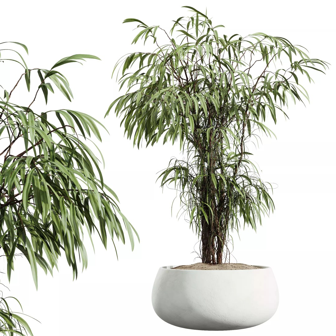 Indoor Plants 3D Model – Realistic Banana, Olive & Ficus Set, FBX - View 7