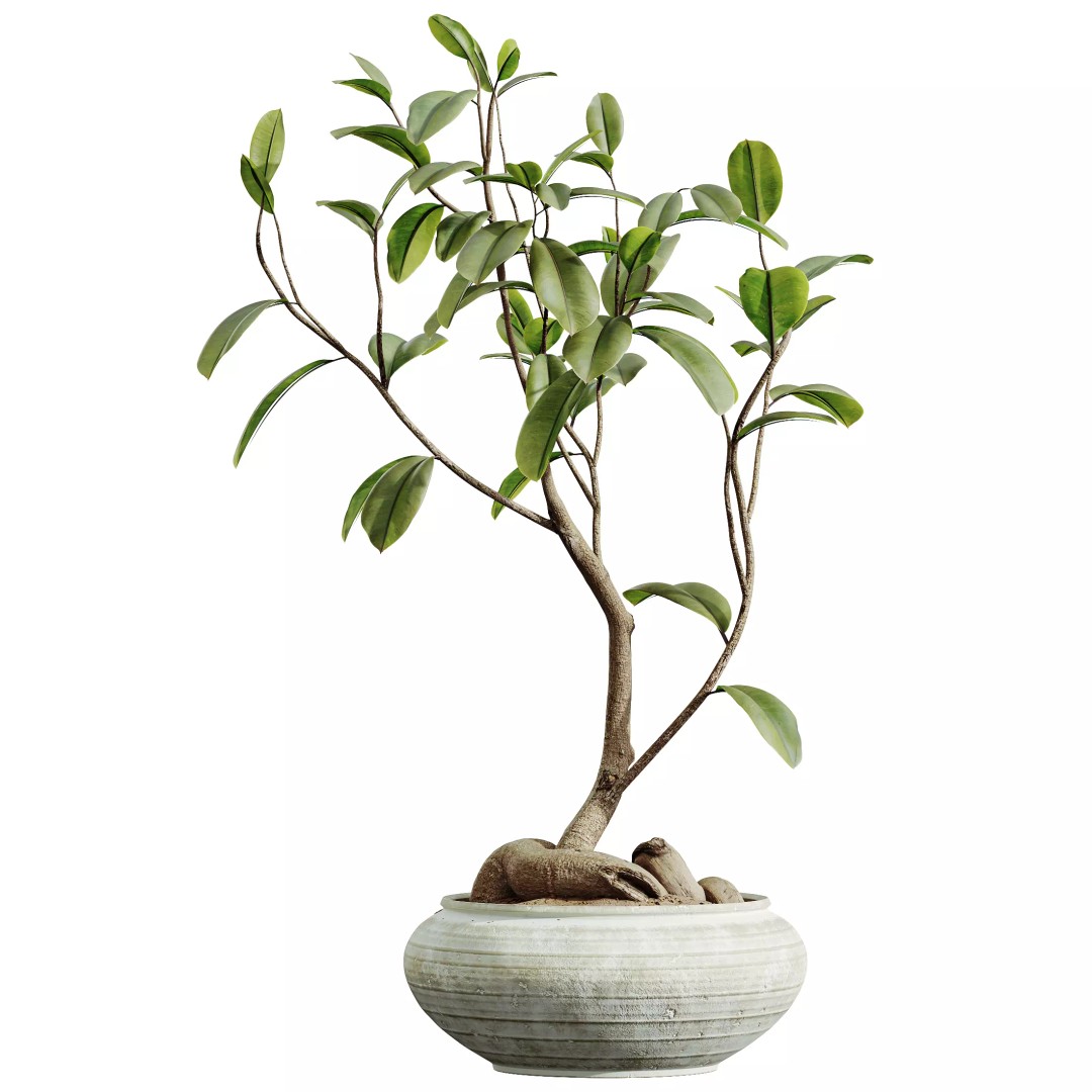 Indoor Plants 3D Model – Realistic Banana, Olive & Ficus Set, FBX - View 8