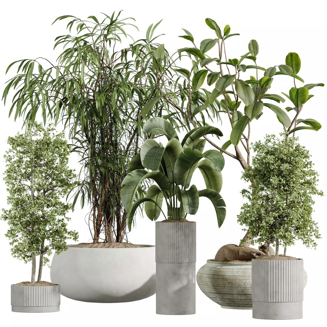 Indoor Plants 3D Model – Realistic Banana, Olive & Ficus Set, FBX - View 9