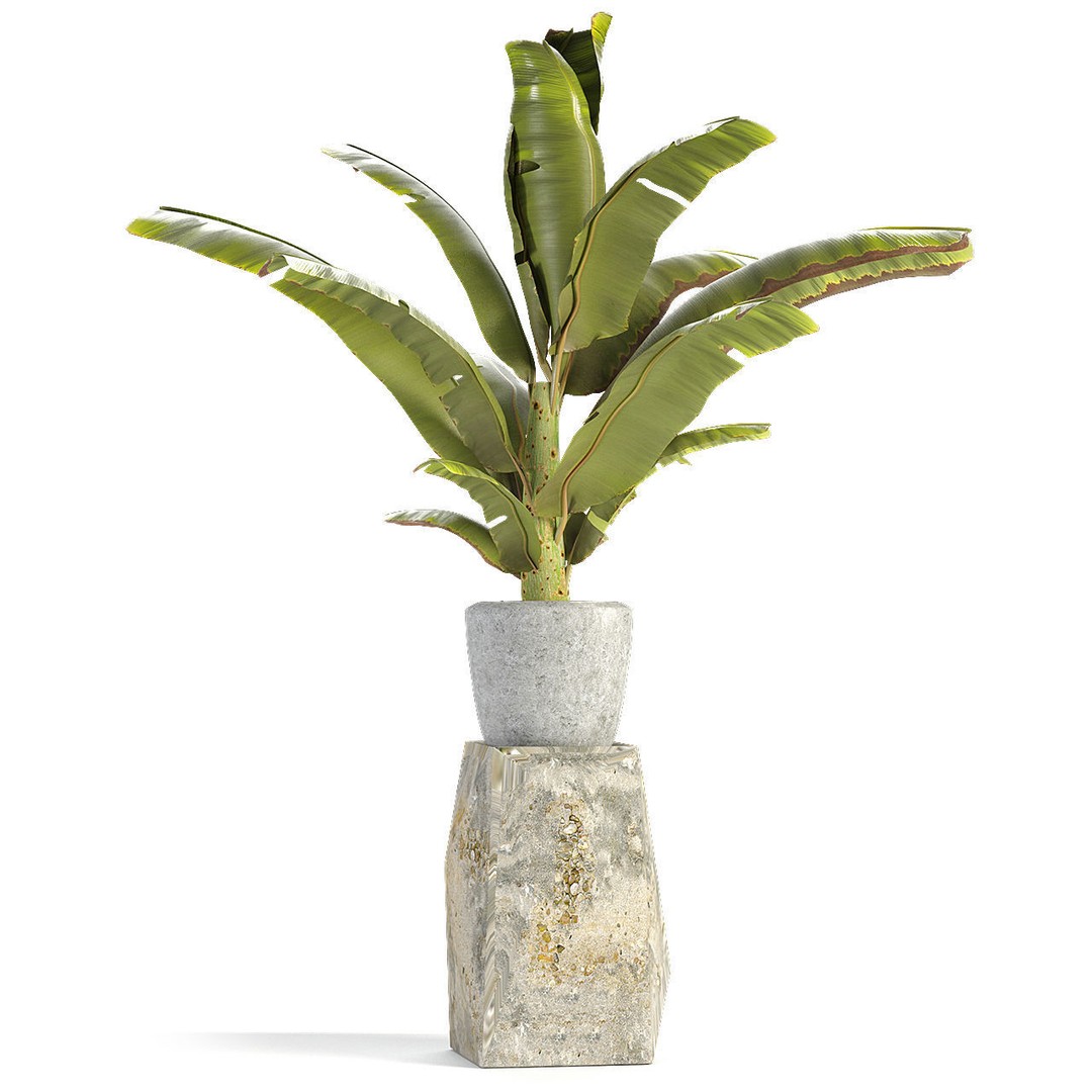 Exotic Plants 3D Model – Decorative Palm Trees, FBX, OBJ - View 11