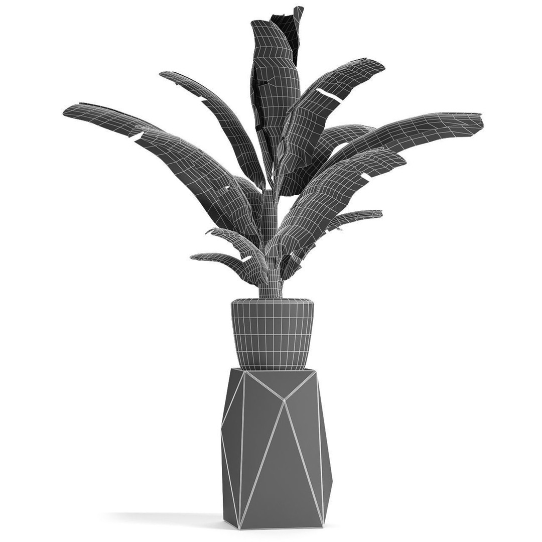 Exotic Plants 3D Model – Decorative Palm Trees, FBX, OBJ - View 12