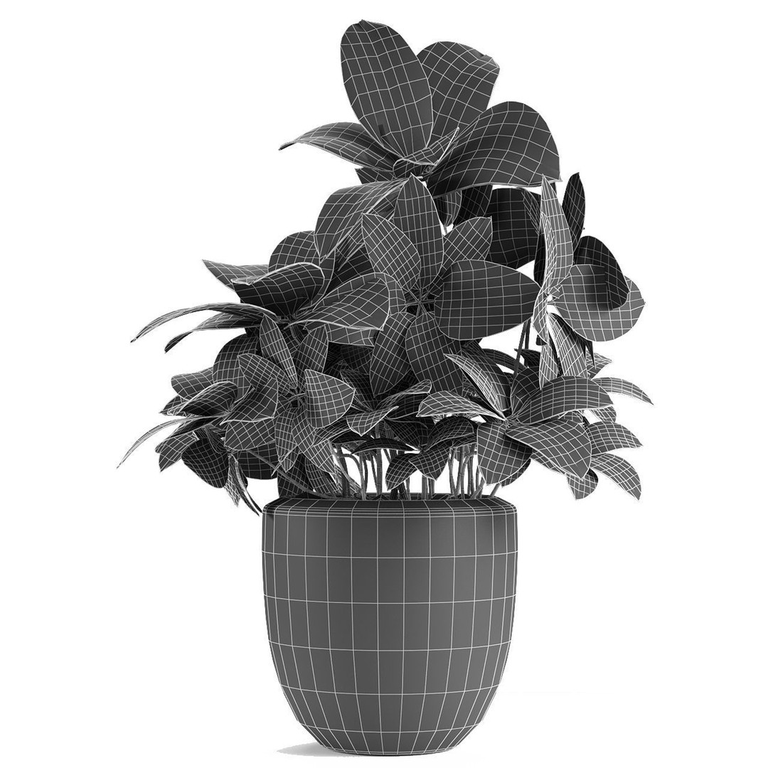 Exotic Plants 3D Model – Decorative Palm Trees, FBX, OBJ - View 16