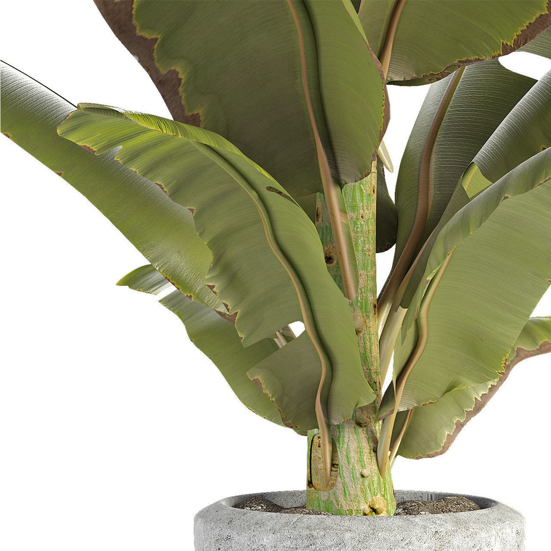 Exotic Plants 3D Model – Decorative Palm Trees, FBX, OBJ - View 17