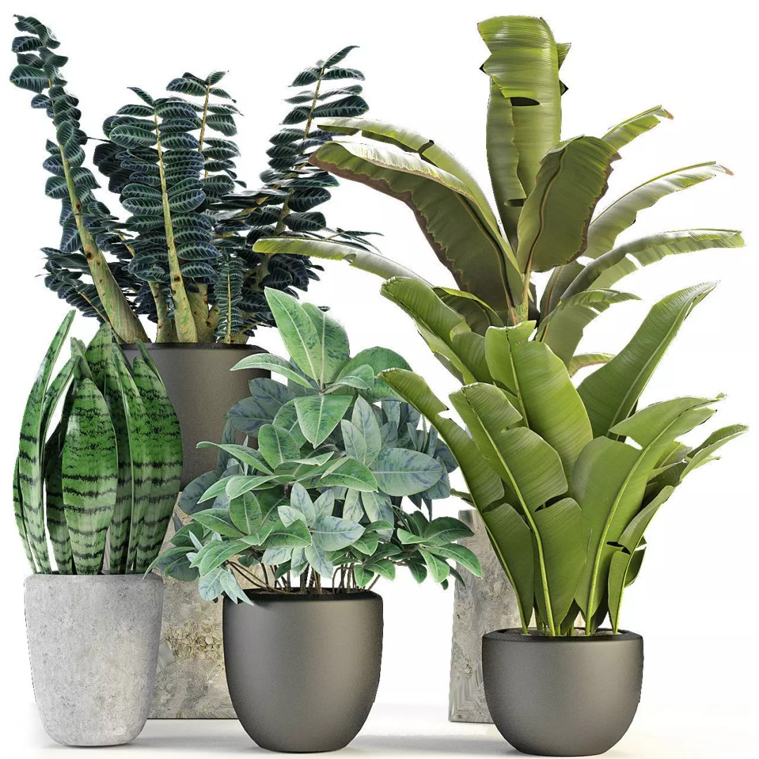 Exotic Plants 3D Model – Decorative Palm Trees, FBX, OBJ - View 2