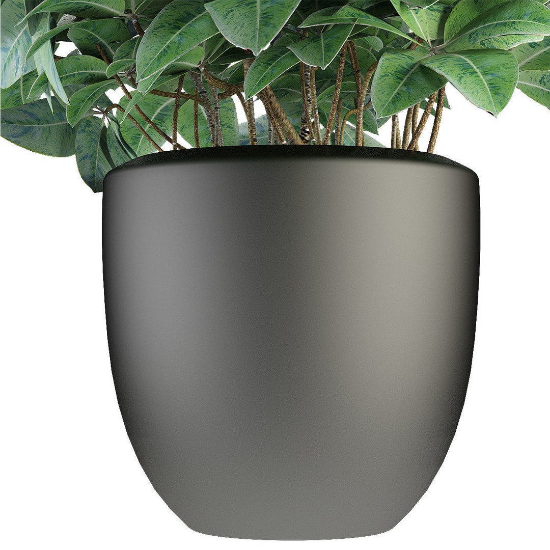 Exotic Plants 3D Model – Decorative Palm Trees, FBX, OBJ - View 20