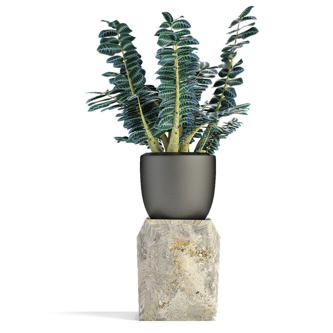 Exotic Plants 3D Model – Decorative Palm Trees, FBX, OBJ - View 26