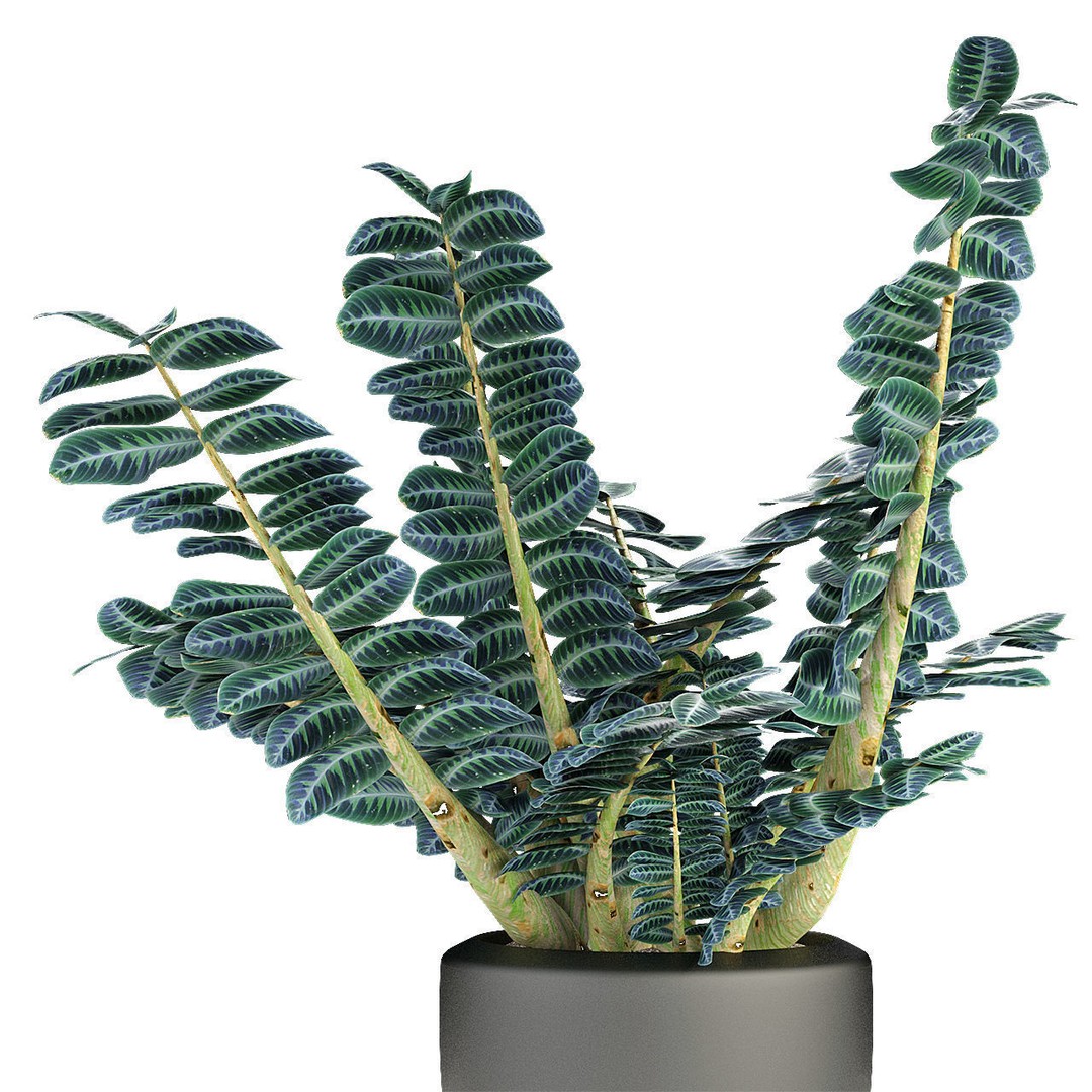 Exotic Plants 3D Model – Decorative Palm Trees, FBX, OBJ - View 28