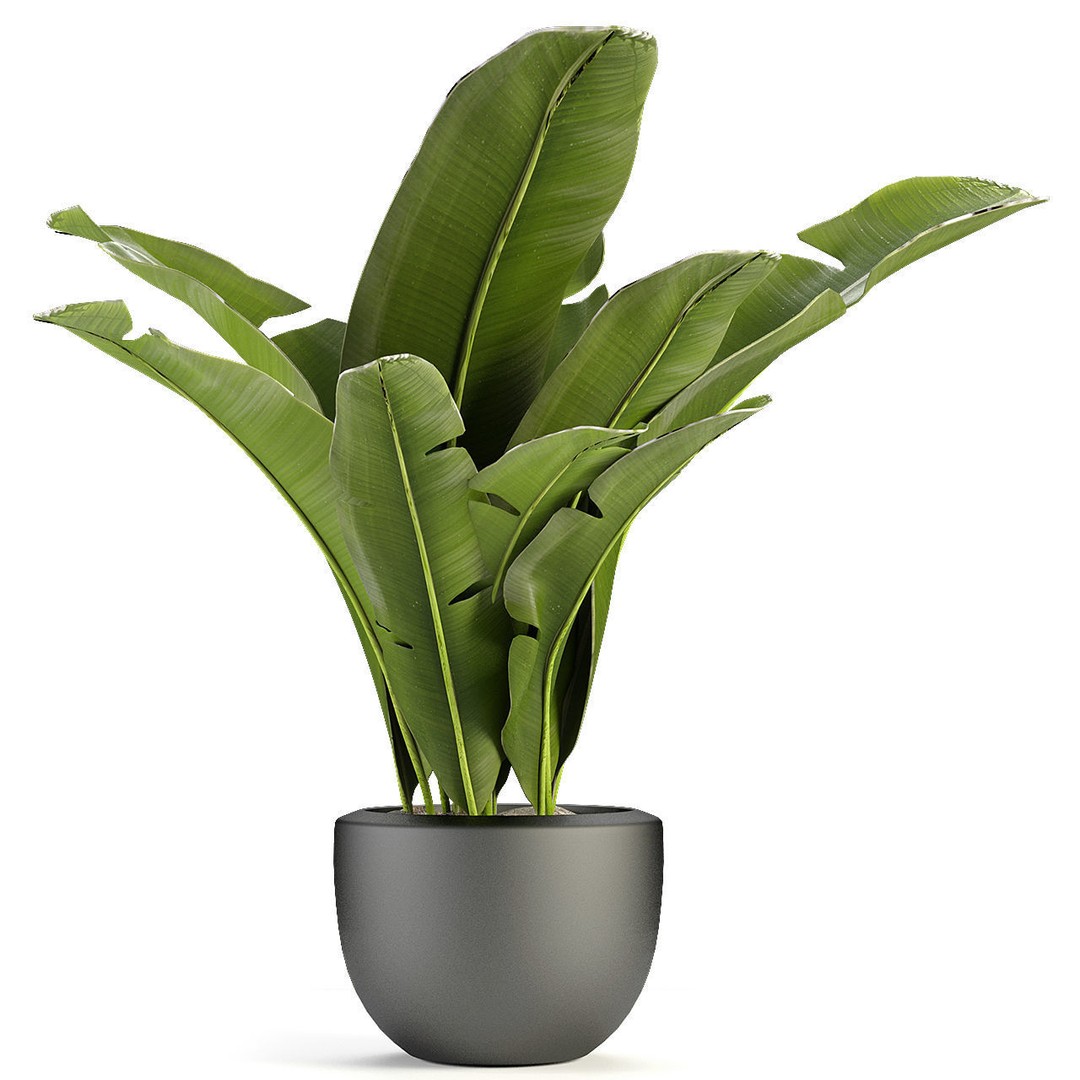 Exotic Plants 3D Model – Decorative Palm Trees, FBX, OBJ - View 3