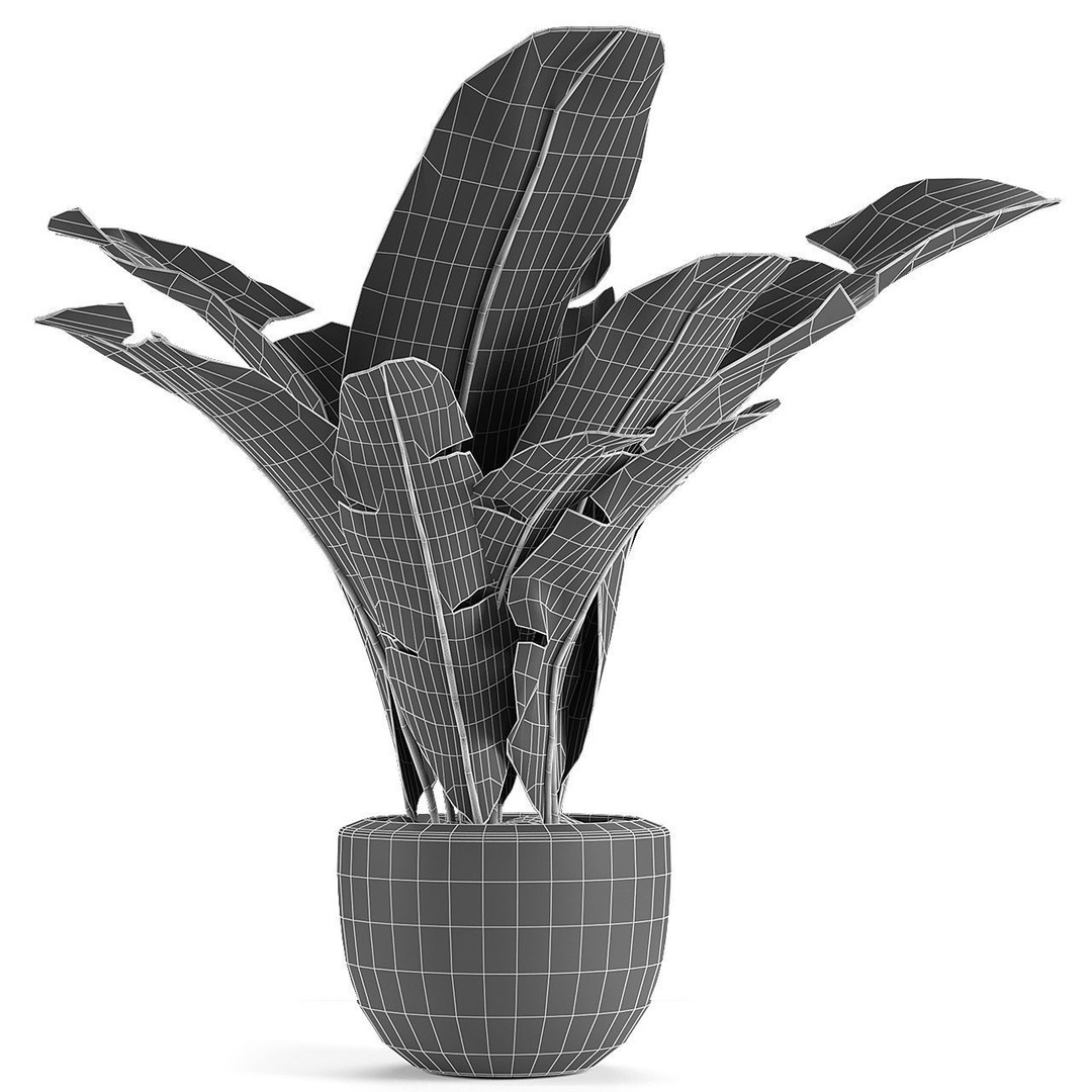 Exotic Plants 3D Model – Decorative Palm Trees, FBX, OBJ - View 5