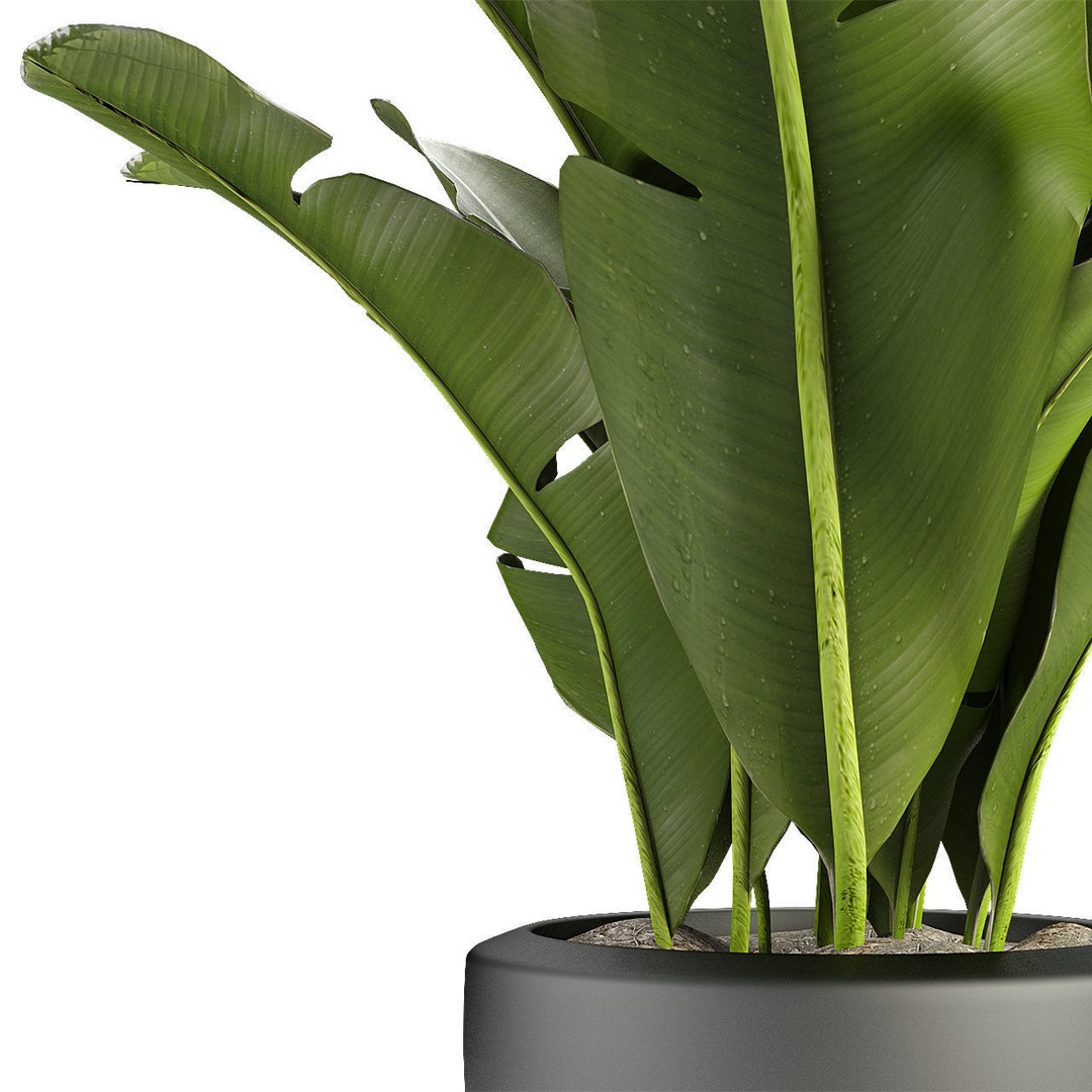 Exotic Plants 3D Model – Decorative Palm Trees, FBX, OBJ - View 6