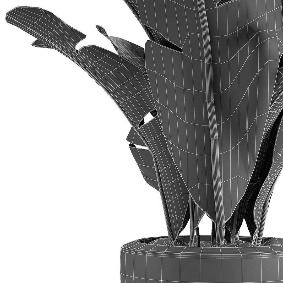 Exotic Plants 3D Model – Decorative Palm Trees, FBX, OBJ - View 7