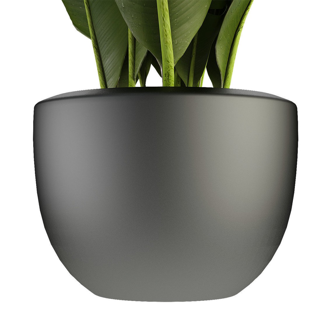 Exotic Plants 3D Model – Decorative Palm Trees, FBX, OBJ - View 8