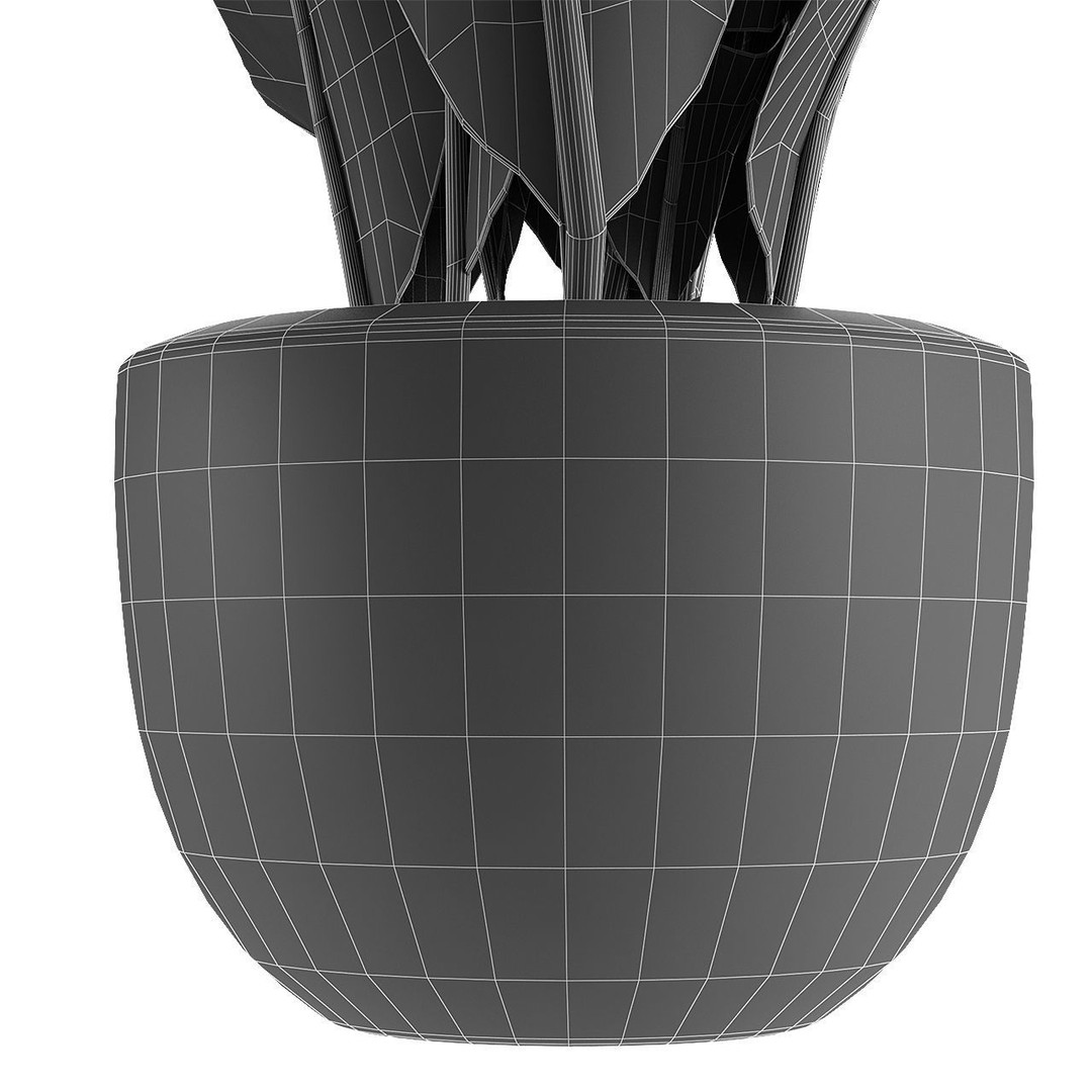 Exotic Plants 3D Model – Decorative Palm Trees, FBX, OBJ - View 9