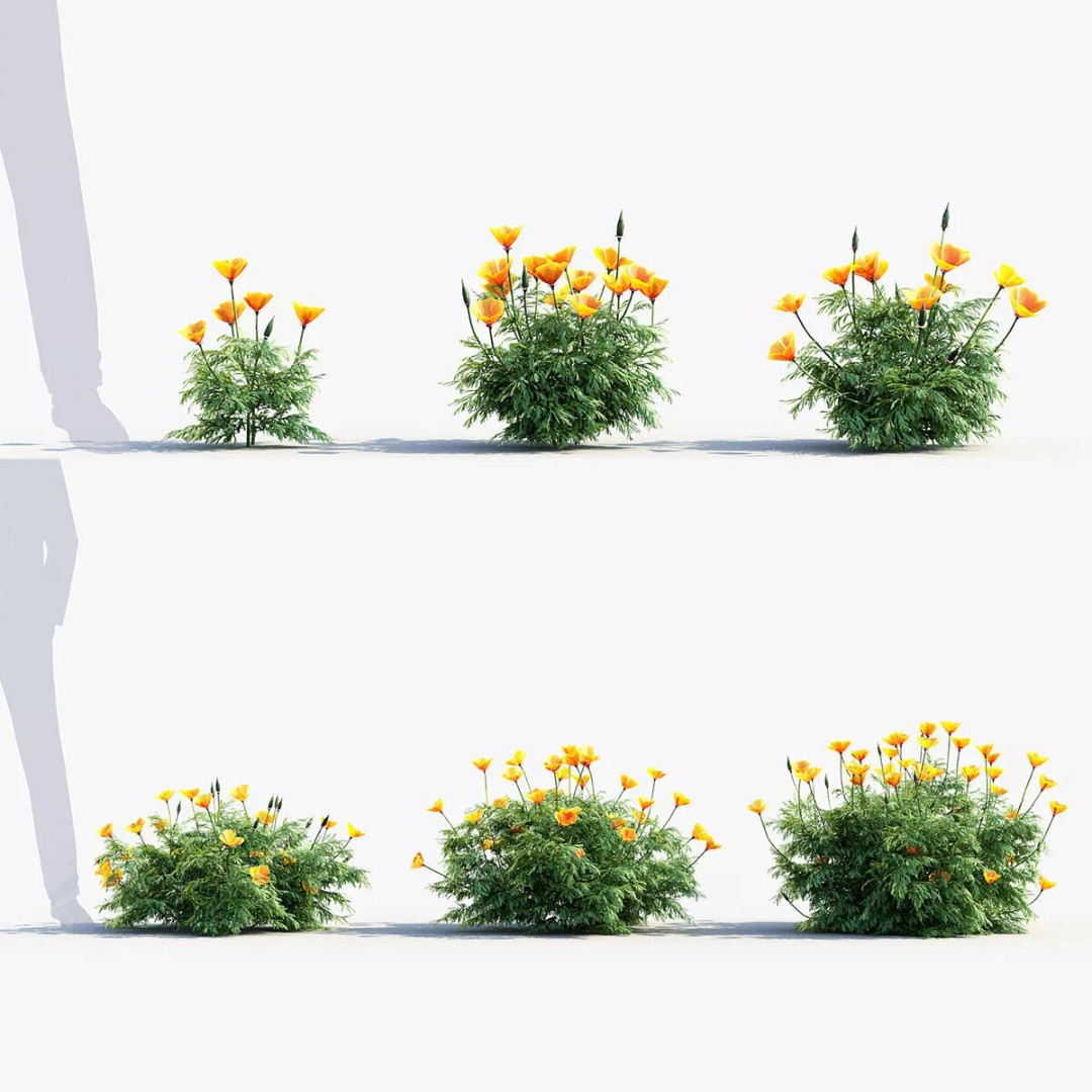 California Poppy 3D Model – Realistic Flower Asset, FBX and OBJ - View 2