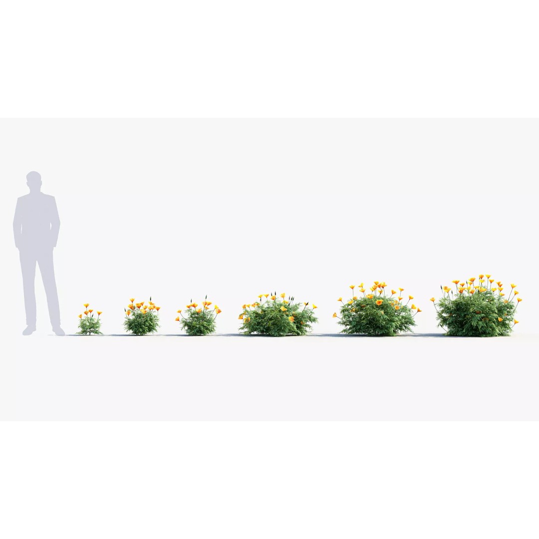 California Poppy 3D Model – Realistic Flower Asset, FBX and OBJ - View 3