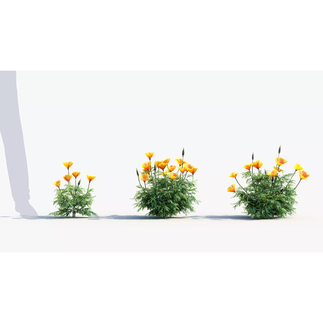 California Poppy 3D Model – Realistic Flower Asset, FBX and OBJ - View 4