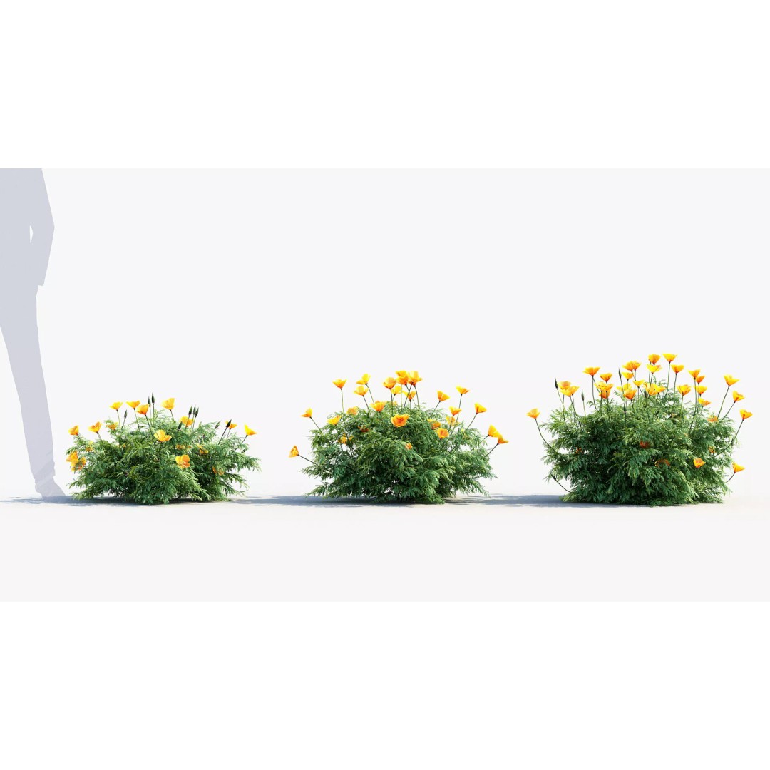 California Poppy 3D Model – Realistic Flower Asset, FBX and OBJ - View 5